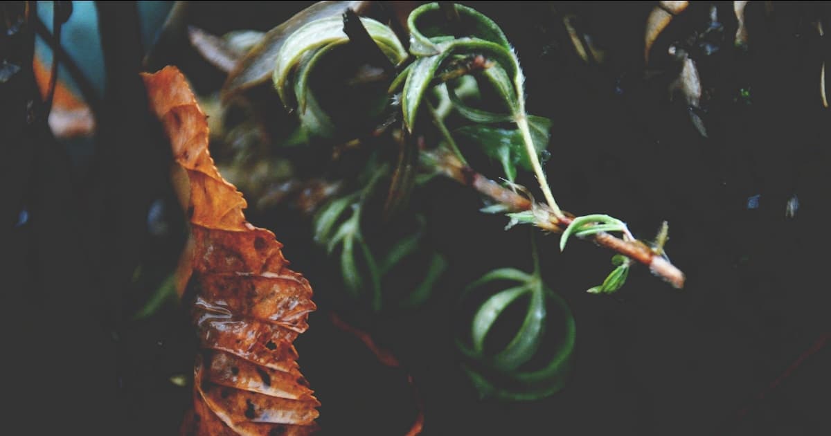 Virgo Traits: Personality and Compatibility